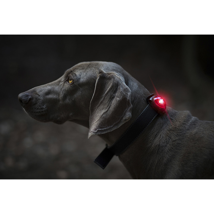 Orbiloc Red LED světlo na obojek