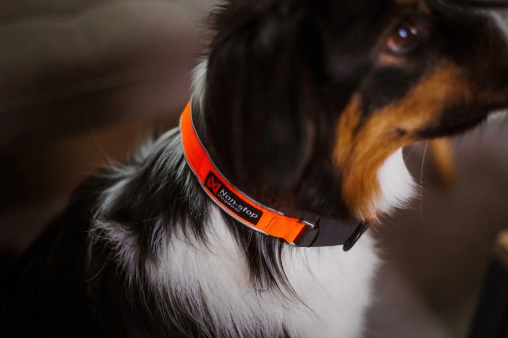 Protector collar